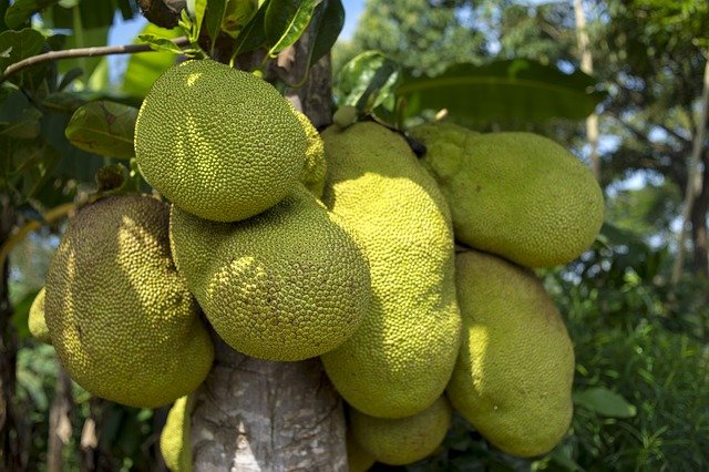 Jackfruit processing